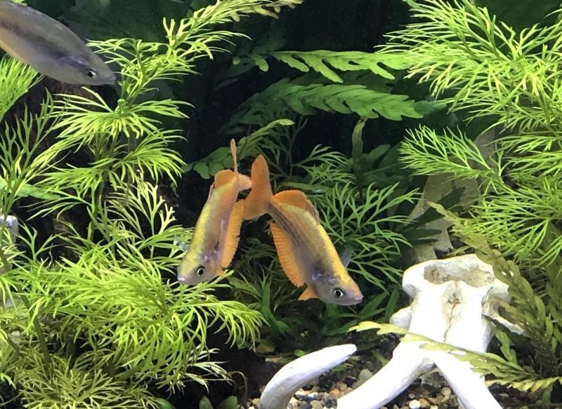 紅尾美人魚公的和母的有什么區別