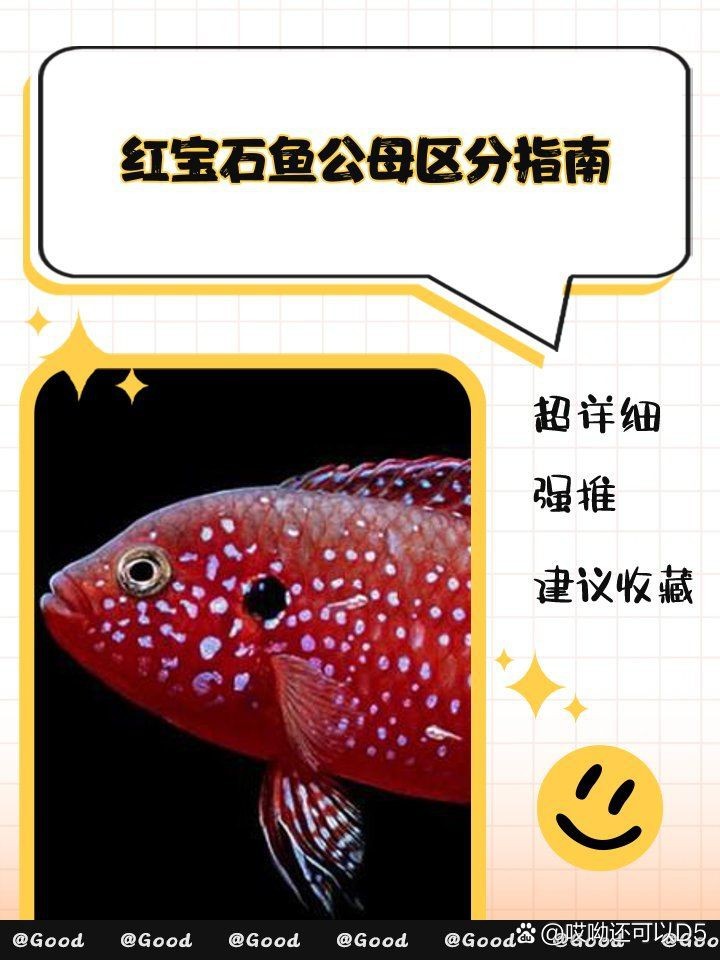 紅尾美人魚公的和母的有什么區別