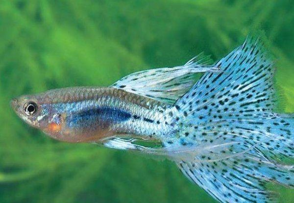 紅尾美人魚公的和母的有什么區別
