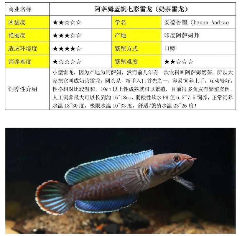 中國雷龍魚長什么樣 中國雷龍魚長什么樣 龍魚百科 第15張
