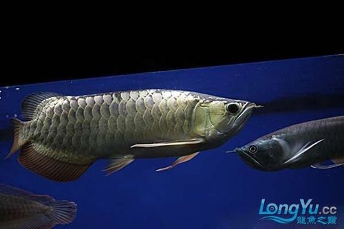 金龍魚可以和銀龍混養嗎圖片欣賞