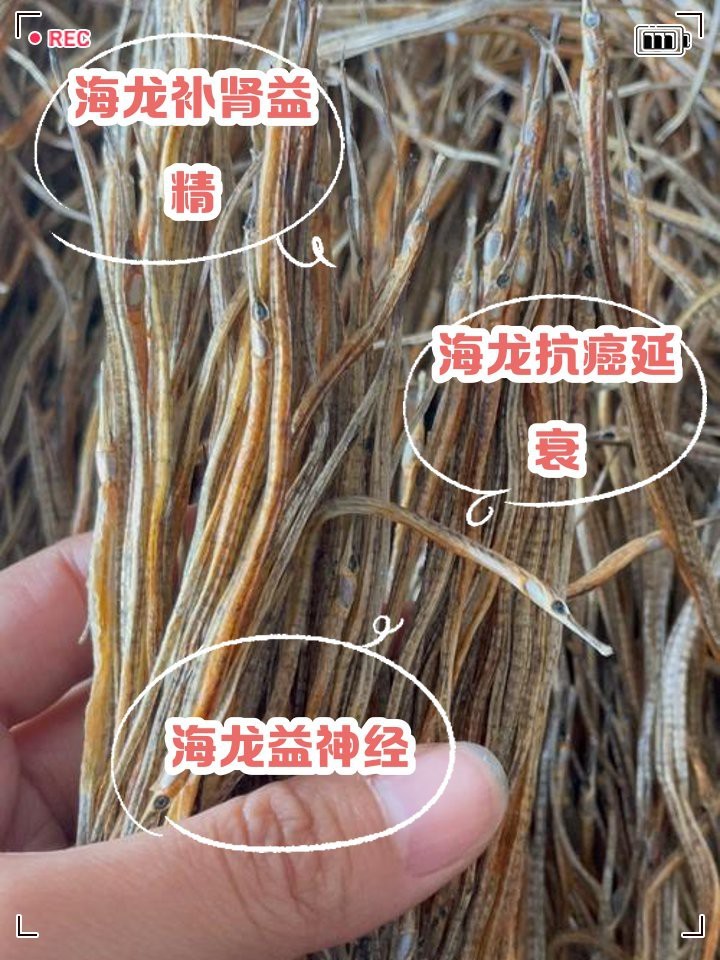 小海龍魚的功能與作用禁忌