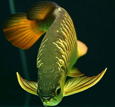 斗門區井岸鎮新新水族管（斗門區井岸鎮新新水族管理所電話）