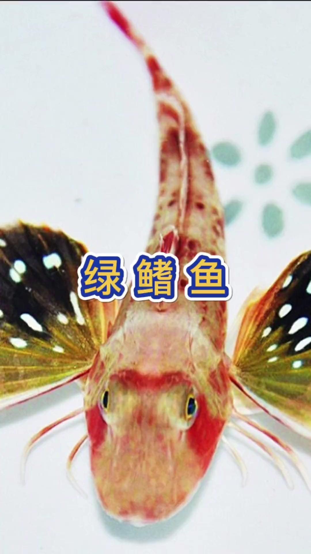 紅頭魚又叫什么魚 紅頭魚又叫什么魚 龍魚論壇 第8張