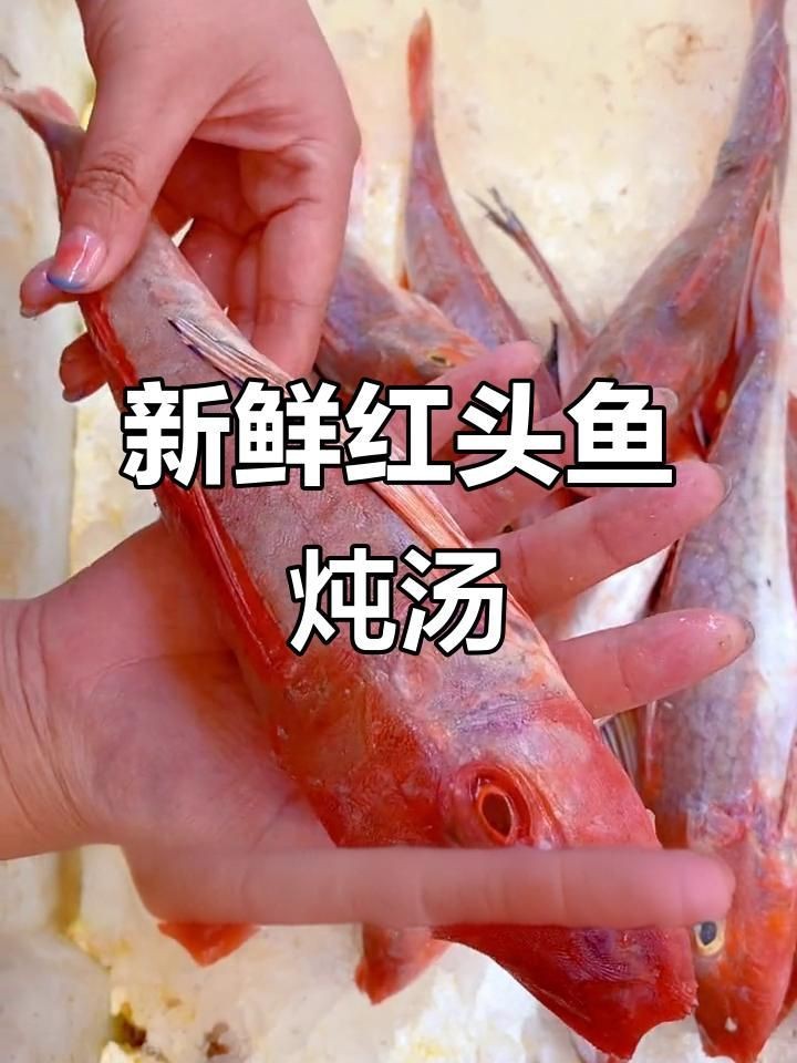 紅頭魚又叫什么魚 紅頭魚又叫什么魚 龍魚論壇 第9張