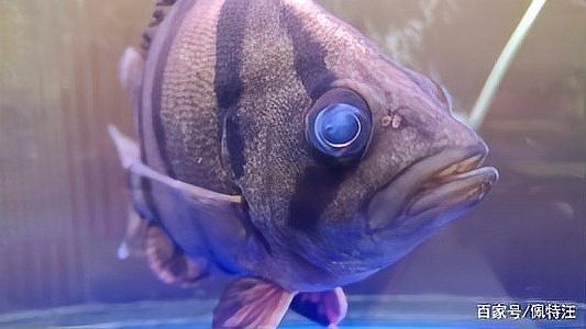 龍魚眼發白要警惕
