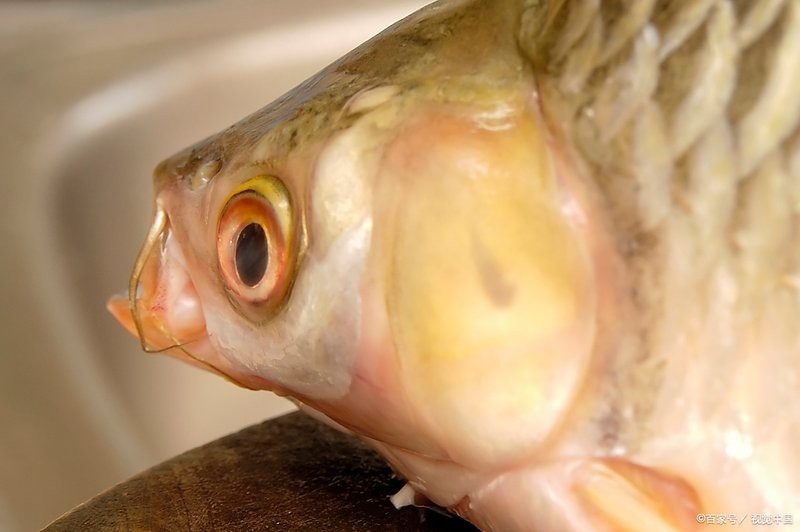 龍魚眼發白要警惕