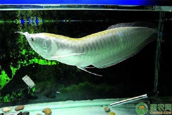 銀龍魚價(jià)格及圖片