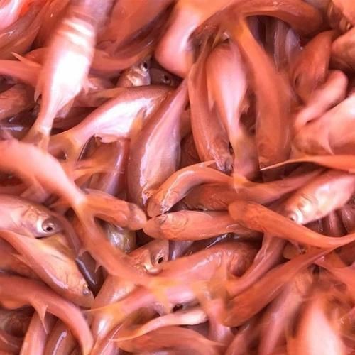 紅色大頭魚圖片