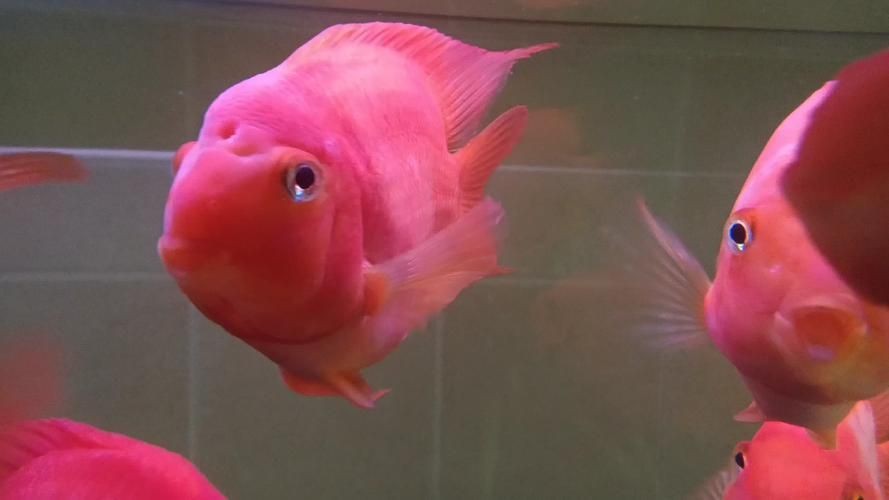 紅色大頭魚圖片