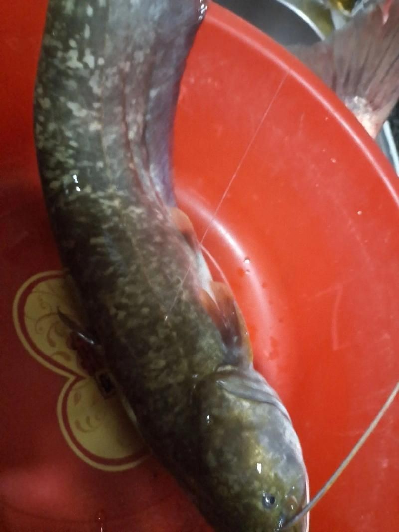 紅色大頭魚圖片