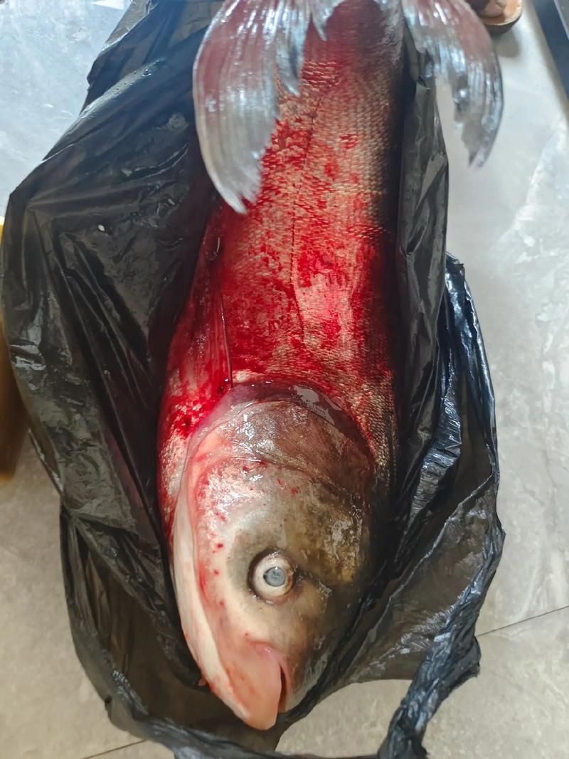 紅色大頭魚圖片