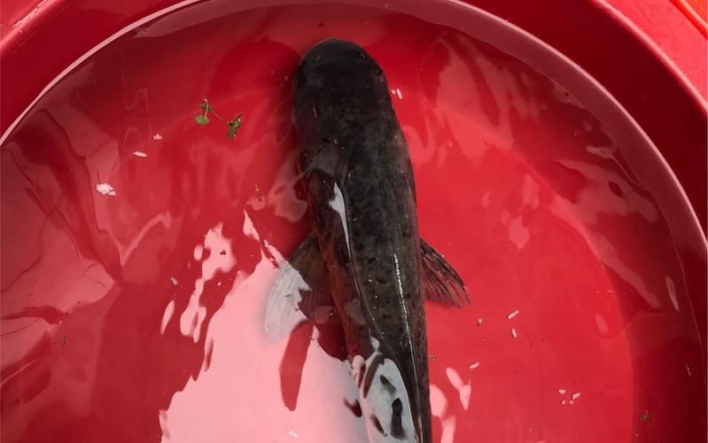紅色大頭魚圖片