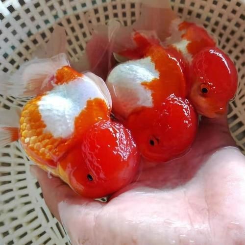 紅色大頭魚圖片