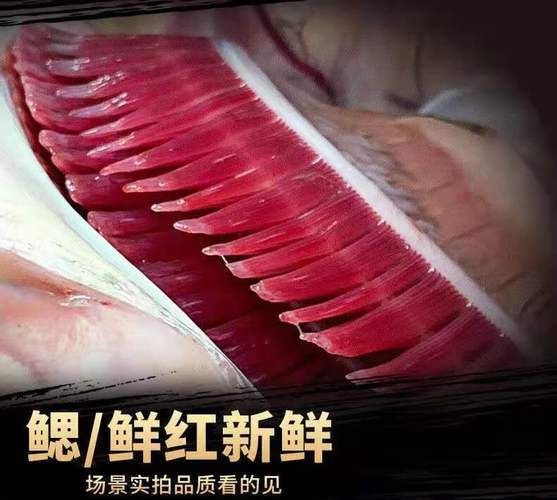 紅色大頭魚圖片