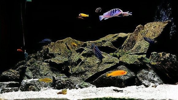 雷龍魚缸造景用什么石頭比較好 雷龍魚缸造景用什么石頭比較好 龍魚百科 第14張