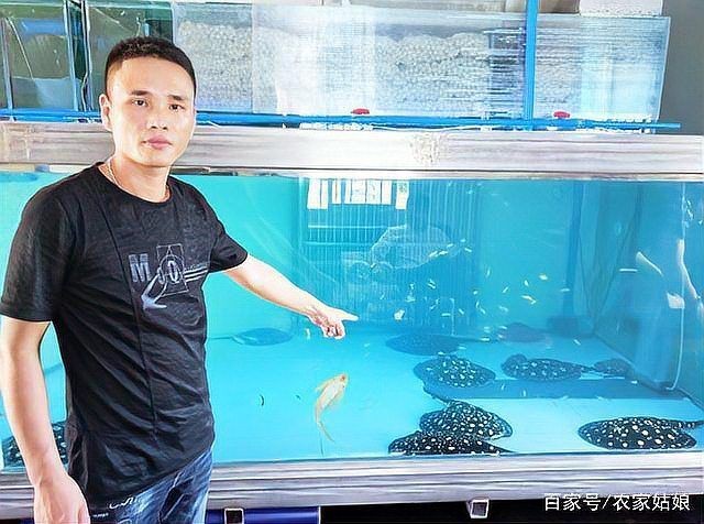 魟魚和dvd魟魚哪個更貴