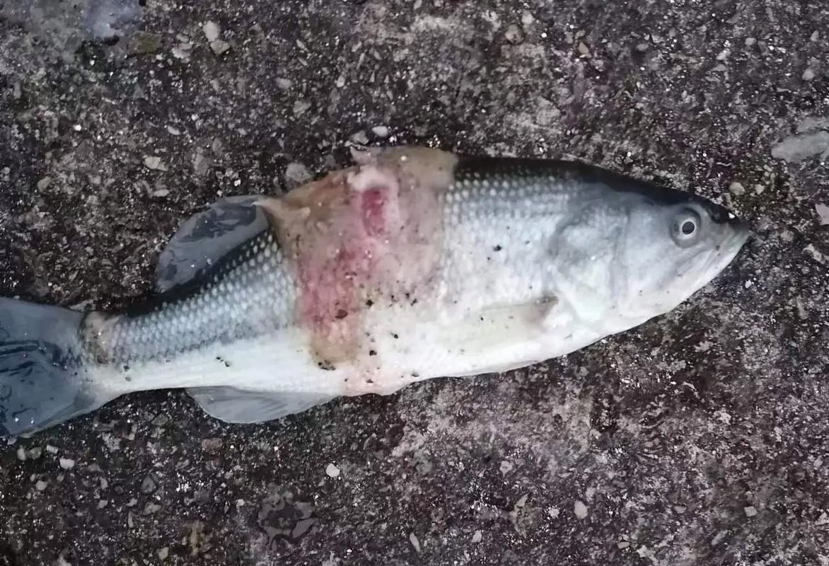 水霉病初期圖片 水霉病初期圖片 龍魚論壇 第6張