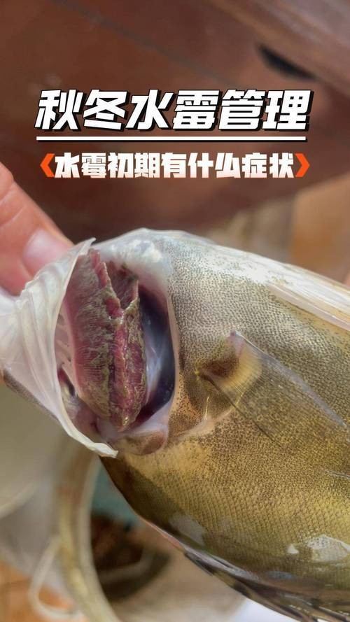 水霉病初期圖片 水霉病初期圖片 龍魚論壇 第3張