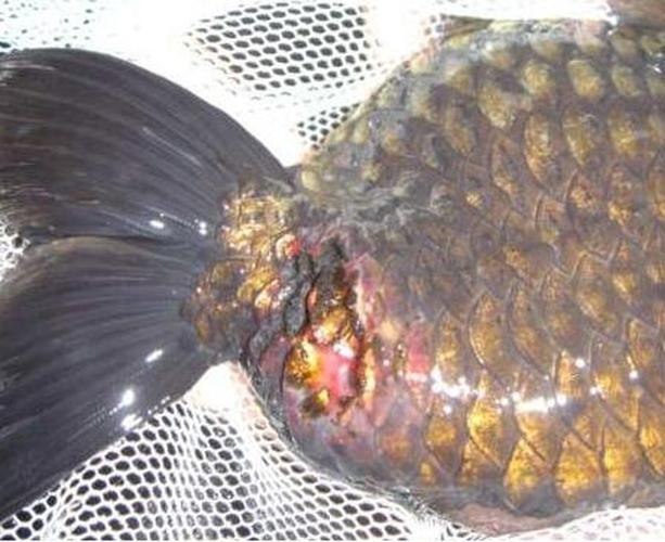 水霉病初期圖片 水霉病初期圖片 龍魚論壇 第4張