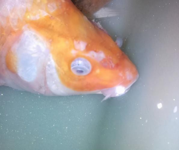 水霉病初期圖片 水霉病初期圖片 龍魚論壇 第8張