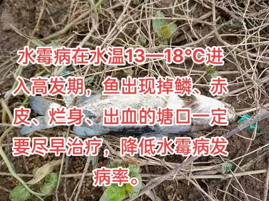 水霉病初期圖片 水霉病初期圖片 龍魚論壇 第20張