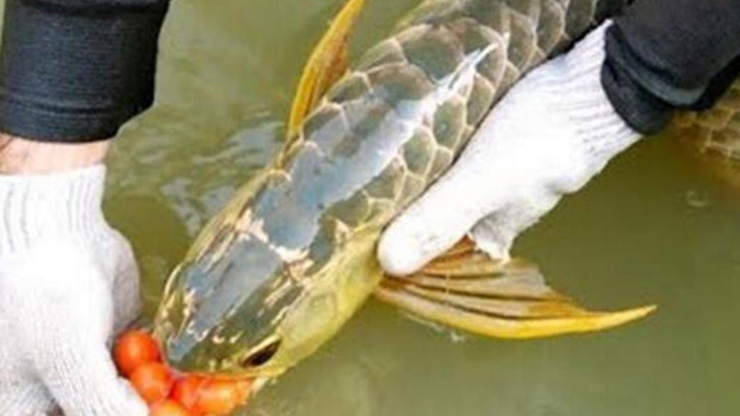 如何判斷古典金龍魚的雌雄？