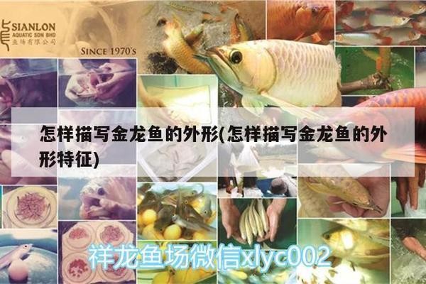 炫麗花魚店