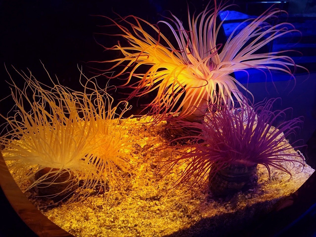 四會市盈彩水族館（四會市盈彩水族館地址） 四會市盈彩水族館（四會市盈彩水族館地址） 全國水族館企業名錄 第2張