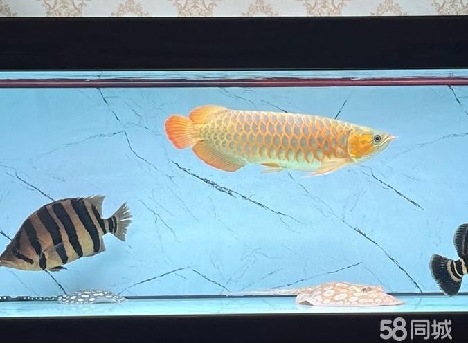 青島龍魚(yú)缸
