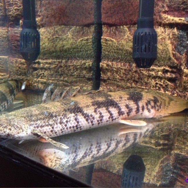虎斑恐龍魚(yú)最討厭三個(gè)東西