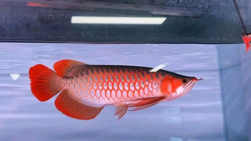 紅龍魚戰車是雜牌嗎還是名牌 紅龍魚戰車是雜牌嗎還是名牌 龍魚論壇 第4張