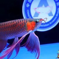 紅龍魚戰車是雜牌嗎還是名牌 紅龍魚戰車是雜牌嗎還是名牌 龍魚論壇 第5張