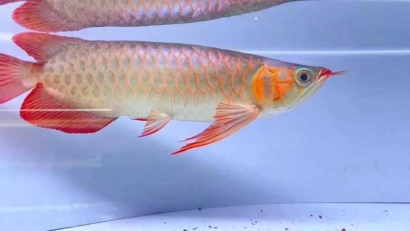 紅龍魚戰車是雜牌嗎還是名牌 紅龍魚戰車是雜牌嗎還是名牌 龍魚論壇 第10張