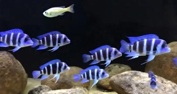 薩伊藍怎么分公母圖 薩伊藍怎么分公母圖 龍魚論壇 第4張