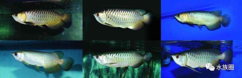 印尼大湖龍魚是怎樣的生活環境呢英語