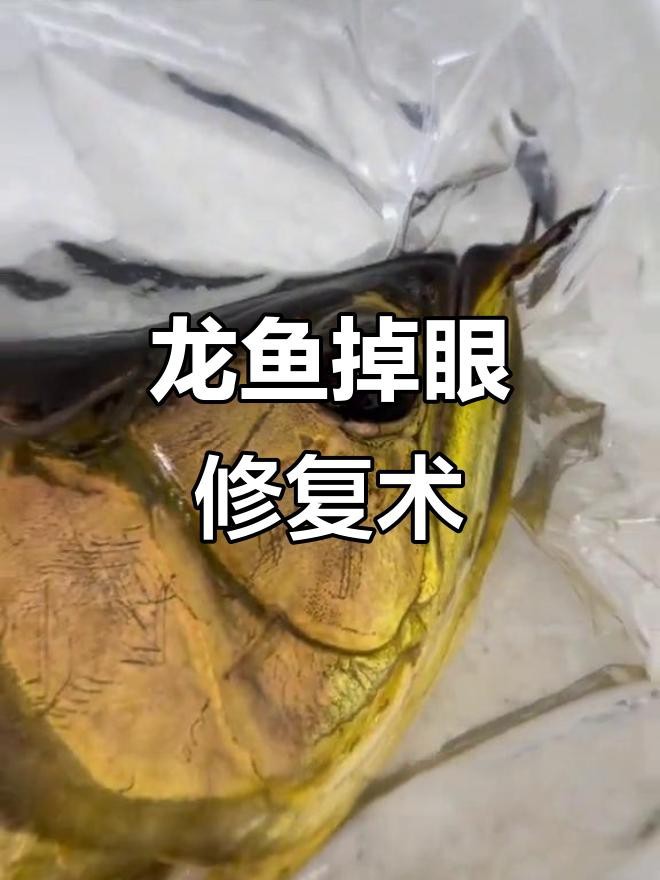 龍魚掉眼手術的風險有多大？