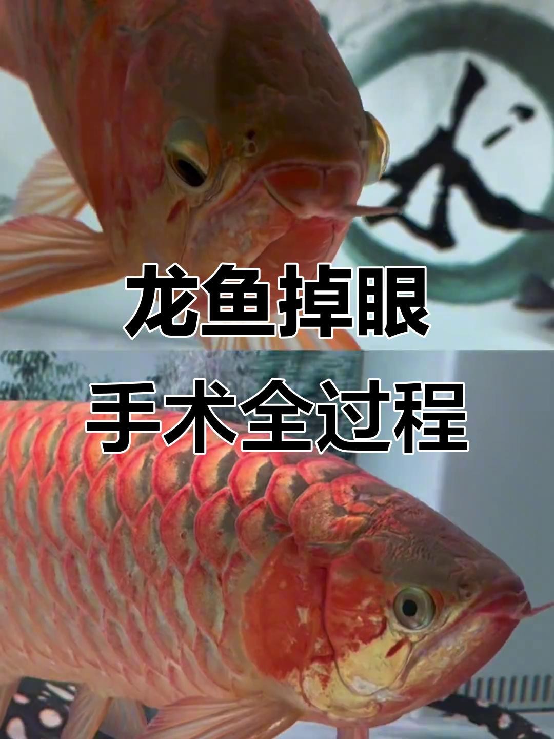 龍魚掉眼手術的風險有多大？