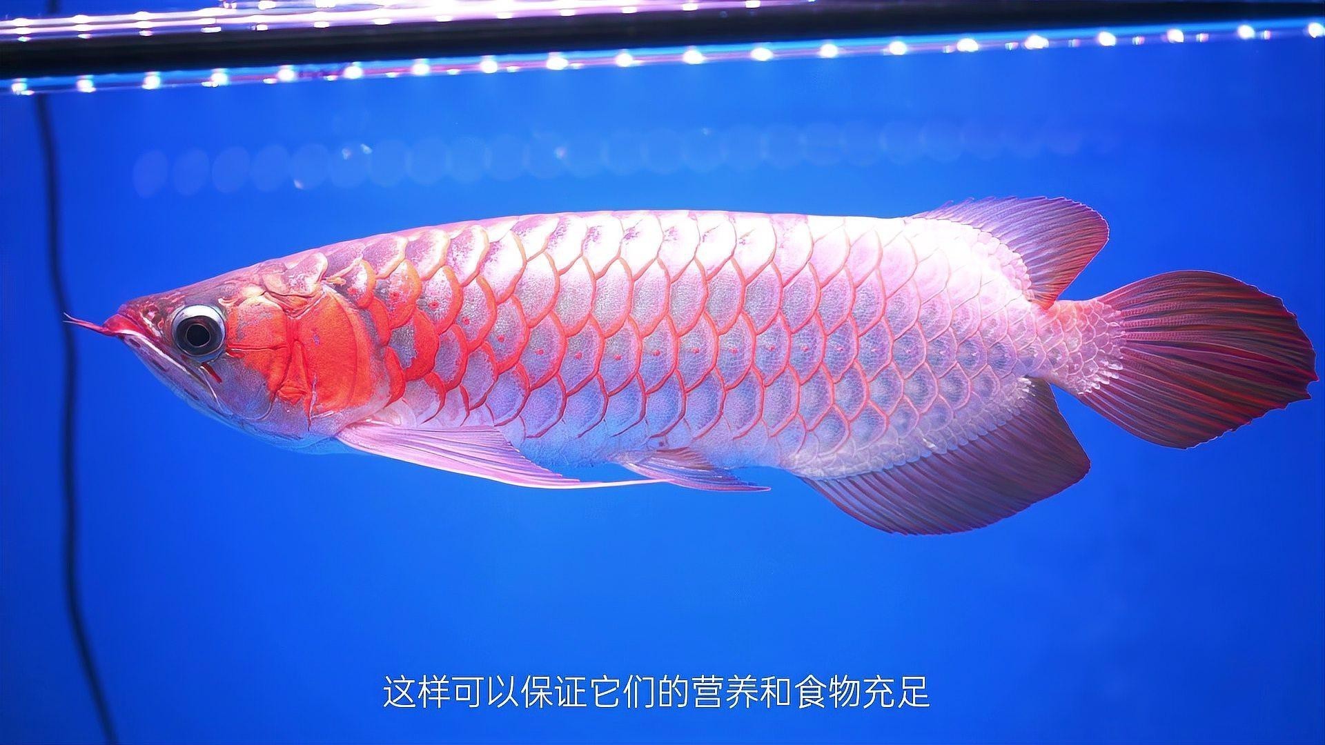 如何改善被壓養的紅龍魚？
