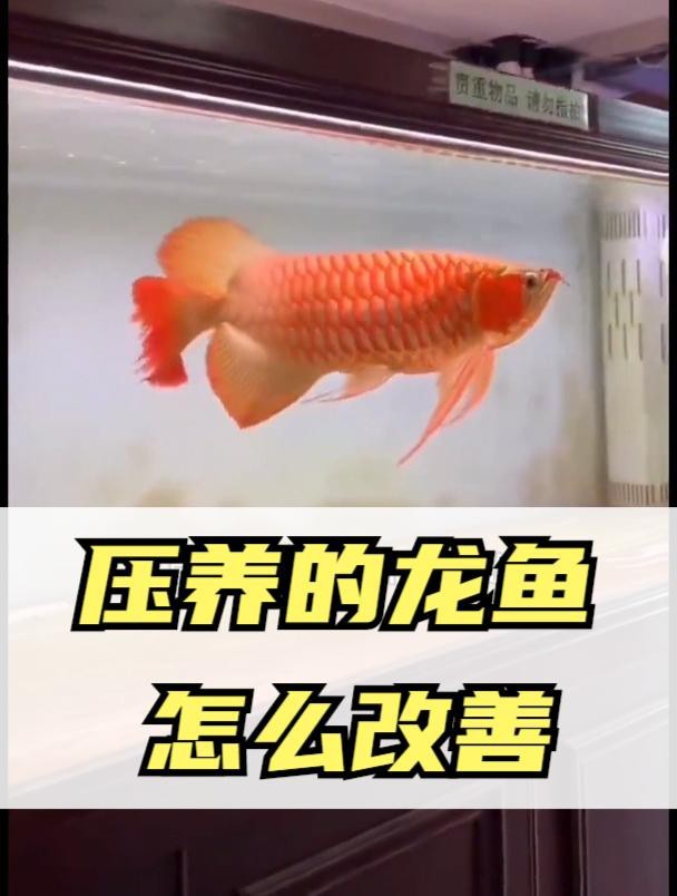 如何改善被壓養的紅龍魚？
