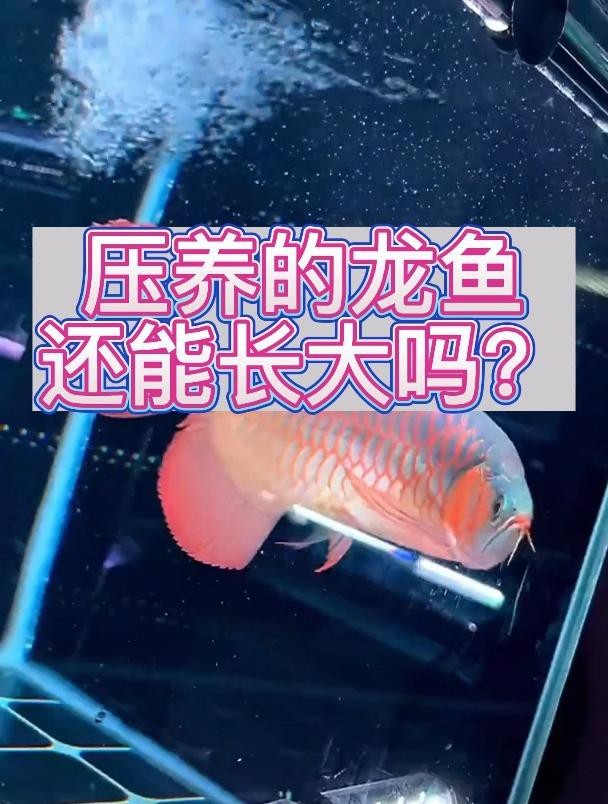 如何改善被壓養的紅龍魚？