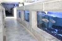 魟魚不吃食怎么辦 魟魚不吃食怎么辦 龍魚論壇 第15張