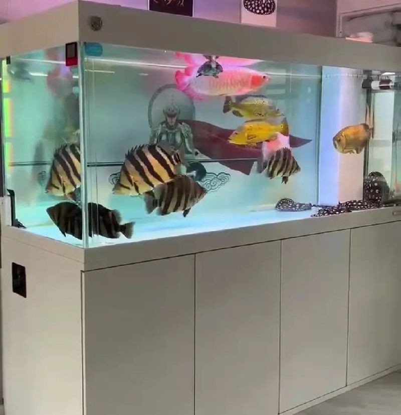 虎魚有品相嗎