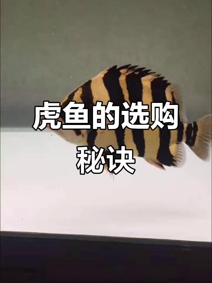 虎魚有品相嗎