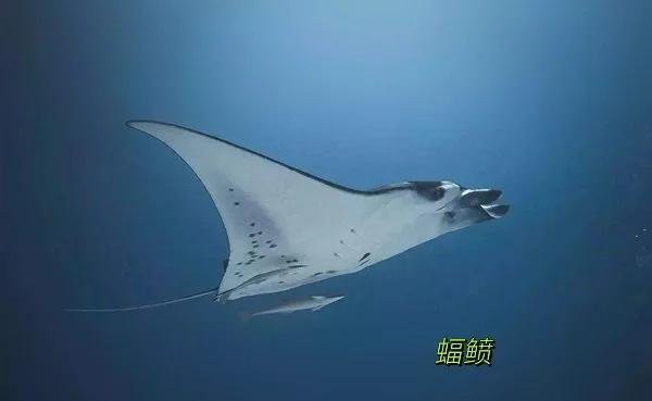 蝠鲼為什么叫魔鬼魚