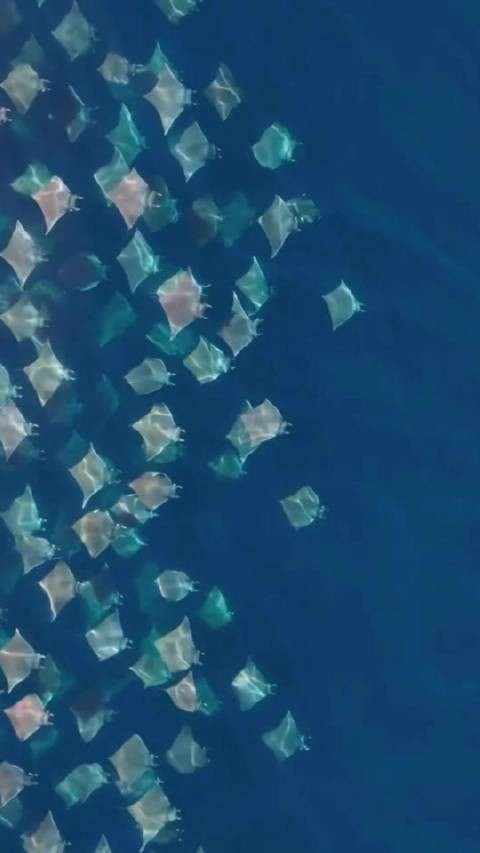 蝠鲼為什么叫魔鬼魚