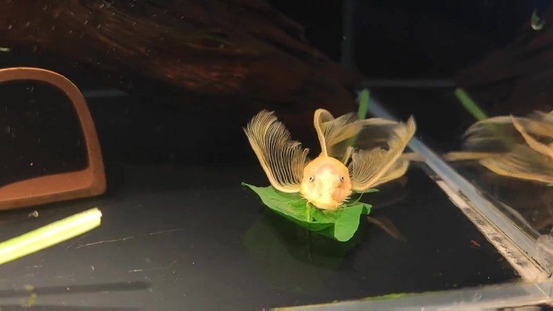 胡子大帆魚最愛吃什么 胡子大帆魚最愛吃什么 龍魚論壇 第3張