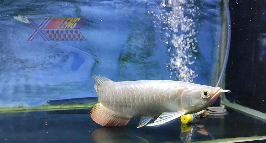 龍魚產(chǎn)地哪里的好