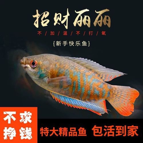 藍黃龍魚圖片及價格