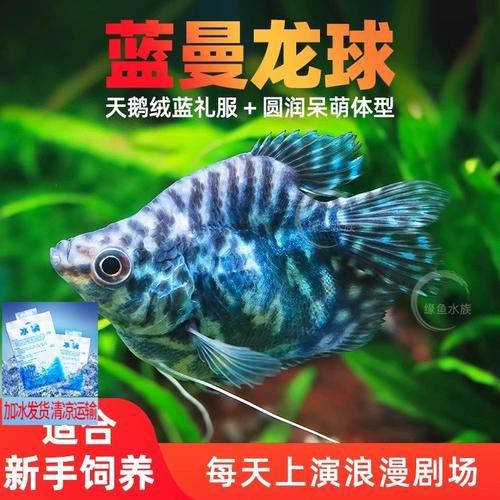 藍黃龍魚圖片及價格